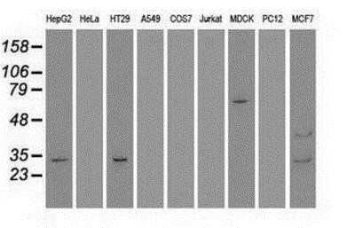 Western Blot: Goosecoid Antibody (OTI1D7)Azide and BSA Free [NBP2-72409]