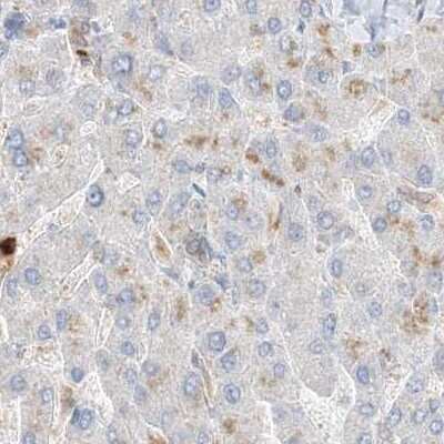 Immunohistochemistry-Paraffin: Grancalcin Antibody [NBP1-89786]