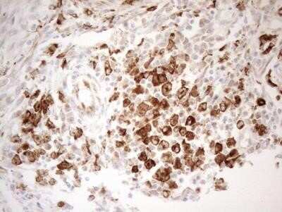 Immunohistochemistry: Granulin Antibody (OTI3H6) - Azide and BSA Free [NBP2-70847]