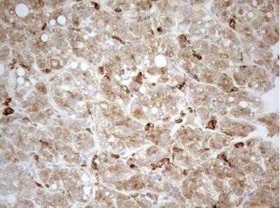 Immunohistochemistry: Granulin Antibody (OTI3H6) - Azide and BSA Free [NBP2-70847]