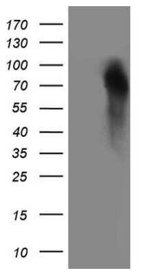 Western Blot: Granulin Antibody (OTI3H6)Azide and BSA Free [NBP2-70847]