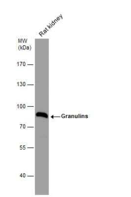 Western Blot: Granulin Antibody [NBP1-32076]