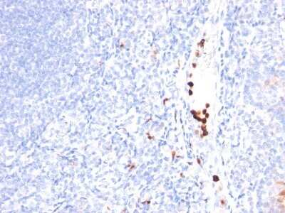 Immunohistochemistry-Paraffin: Granulocyte Marker Antibody (SPM250) - Azide and BSA Free [NBP2-34750]