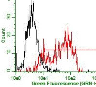 Flow Cytometry: Granulysin Antibody (B-L38) - Azide and BSA Free [NBP3-18104]