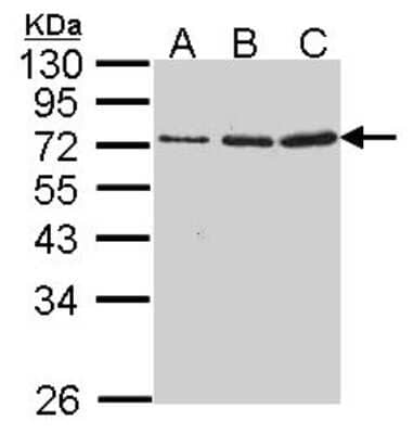 Western Blot: Granzyme A Antibody [NBP2-16736]