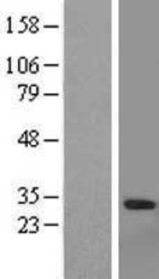 Western Blot: Granzyme A Overexpression Lysate [NBL1-11416]