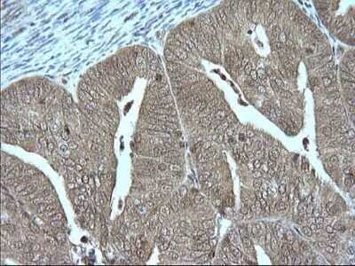 Immunohistochemistry: Granzyme B Antibody (OTI4E4) - Azide and BSA Free [NBP2-70870]