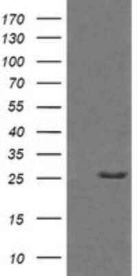 Western Blot: Granzyme B Antibody (OTI4E4)Azide and BSA Free [NBP2-70870]