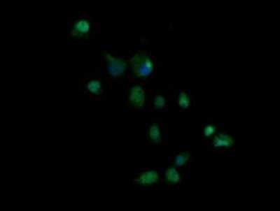 Immunofluorescence: Granzyme B Antibody (OTI4E4) [NBP2-45732]