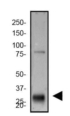 Western Blot: Granzyme B AntibodyBSA Free [NBP2-59678]