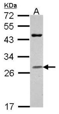 Western Blot: Granzyme H Antibody [NBP2-16771]