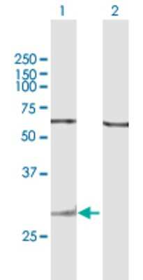 Western Blot: Granzyme K Antibody [H00003003-B01P]