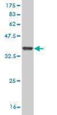 Western Blot: Granzyme M Antibody (4D11) [H00003004-M03]