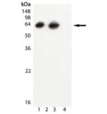 Western Blot: GroEL Antibody (9A1/2) [NBP1-97895]