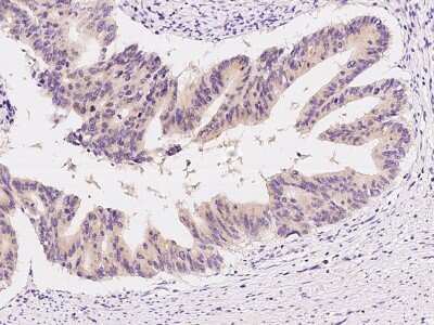 Immunohistochemistry-Paraffin: Growth Hormone 2 Antibody [NBP2-99112]