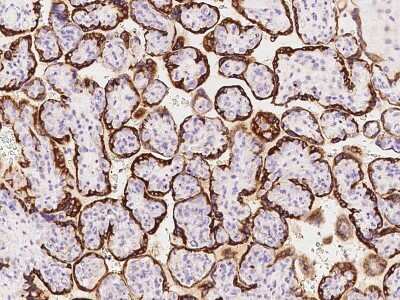 Immunohistochemistry-Paraffin: Growth Hormone 2 Antibody [NBP2-99112]