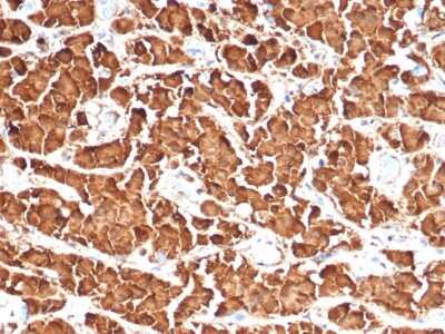 Immunohistochemistry-Paraffin: Growth Hormone Antibody (GH/4886R) [NBP3-13925]