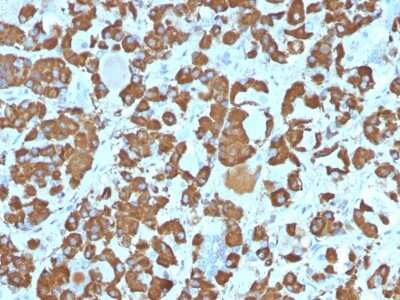 Immunohistochemistry-Paraffin: Growth Hormone Antibody (SPM106) [NBP2-53263]