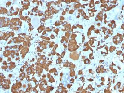 Immunohistochemistry-Paraffin: Growth Hormone Antibody (SPM106) - Azide and BSA Free [NBP2-54352]