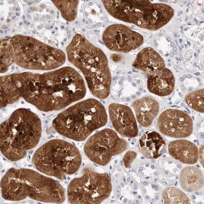 Immunohistochemistry-Paraffin: Guanine deaminase Antibody [NBP1-87525]