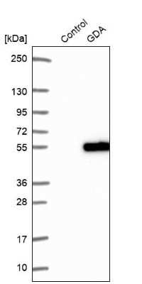 Western Blot: Guanine deaminase Antibody [NBP1-87525]