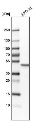 Western Blot: Guanine deaminase Antibody [NBP1-87562]