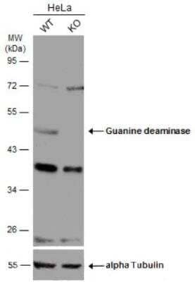 Western Blot: Guanine deaminase Antibody [NBP2-16769]