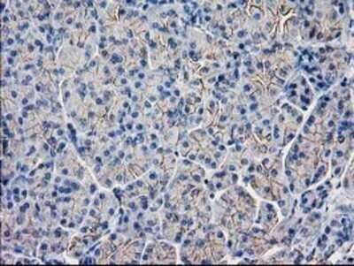 Immunohistochemistry: Guanylate kinase Antibody (OTI4A8) - Azide and BSA Free [NBP2-70869]
