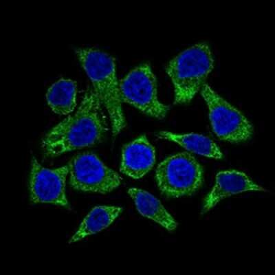 Immunocytochemistry/ Immunofluorescence: Guanylyl Cyclase alpha 1 Antibody (3G6B2) - BSA Free [NBP2-37401]