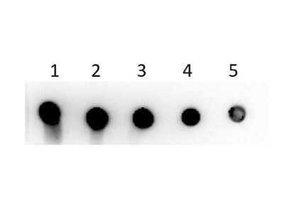 SDS-PAGE: Guinea Pig IgG Fc Isotype Control [Biotin] [NBP1-97273]