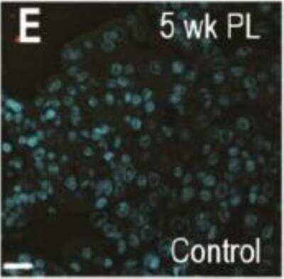 Immunocytochemistry/ Immunofluorescence: Guinea Pig IgG Isotype Control [NBP1-97036]