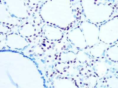 Immunohistochemistry-Paraffin: H1F0 Antibody (5E3Q8) [NBP3-16378]