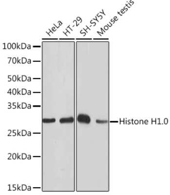 Western Blot: H1F0 Antibody (5E3Q8) [NBP3-16378]