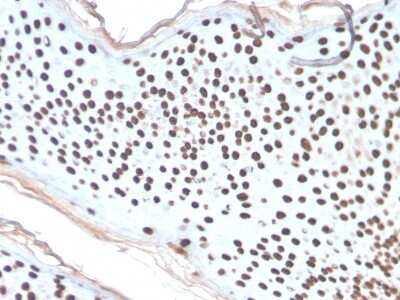 Immunohistochemistry-Paraffin: H1F0 Antibody (AE-4) - Azide and BSA Free [NBP3-08697]