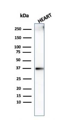 Western Blot: H1F0 Antibody (AE-4)Azide and BSA Free [NBP3-08697]