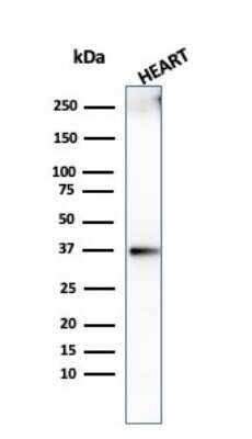 Western Blot: H1F0 Antibody (AE-4) [NBP3-07712]