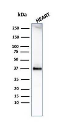 Western Blot: H1F0 Antibody (HH1/1784R)Azide and BSA Free [NBP2-54459]