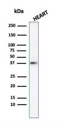 Western Blot: H1F0 AntibodyAzide and BSA Free [NBP3-08698]