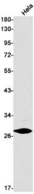 Western Blot: H1F0 Antibody (S03-8B3) [NBP3-19960]