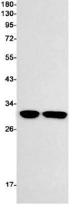 Western Blot: H1F0 Antibody (S07-0E8) [NBP3-19961]