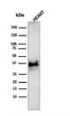 Western Blot: H1F0 Antibody (SPM256)Azide and BSA Free [NBP3-11577]