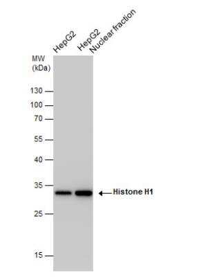 Western Blot: H1F0 Antibody [NBP2-16772]