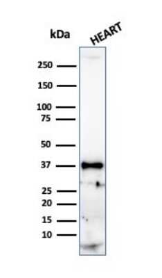 Western Blot: H1F0 Antibody (r1415-1)Azide and BSA Free [NBP2-54303]