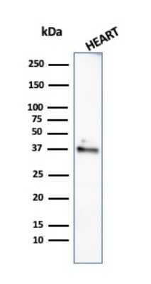 Western Blot: H1F0 Antibody (rAE-4)Azide and BSA Free [NBP3-08690]