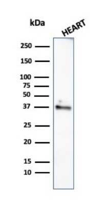 Western Blot: H1F0 Antibody (rAE-4) [NBP3-07711]