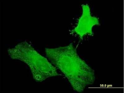 Immunocytochemistry/ Immunofluorescence: H1FOO Antibody [H00132243-B01P]