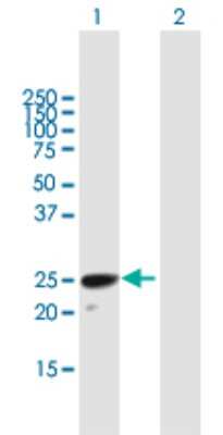 Western Blot: H1FOO Antibody [H00132243-B01P]