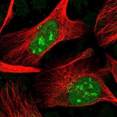 Immunocytochemistry/ Immunofluorescence: H1FX Antibody [NBP2-31980]