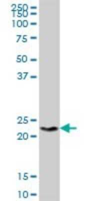 Western Blot: H1FX Antibody [H00008971-B01P]