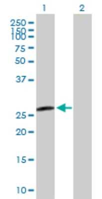 Western Blot: H1FX Antibody [H00008971-B01P]